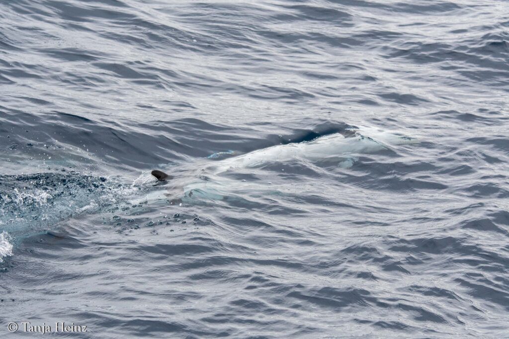 striped dolphins in the Mediterranean Sea