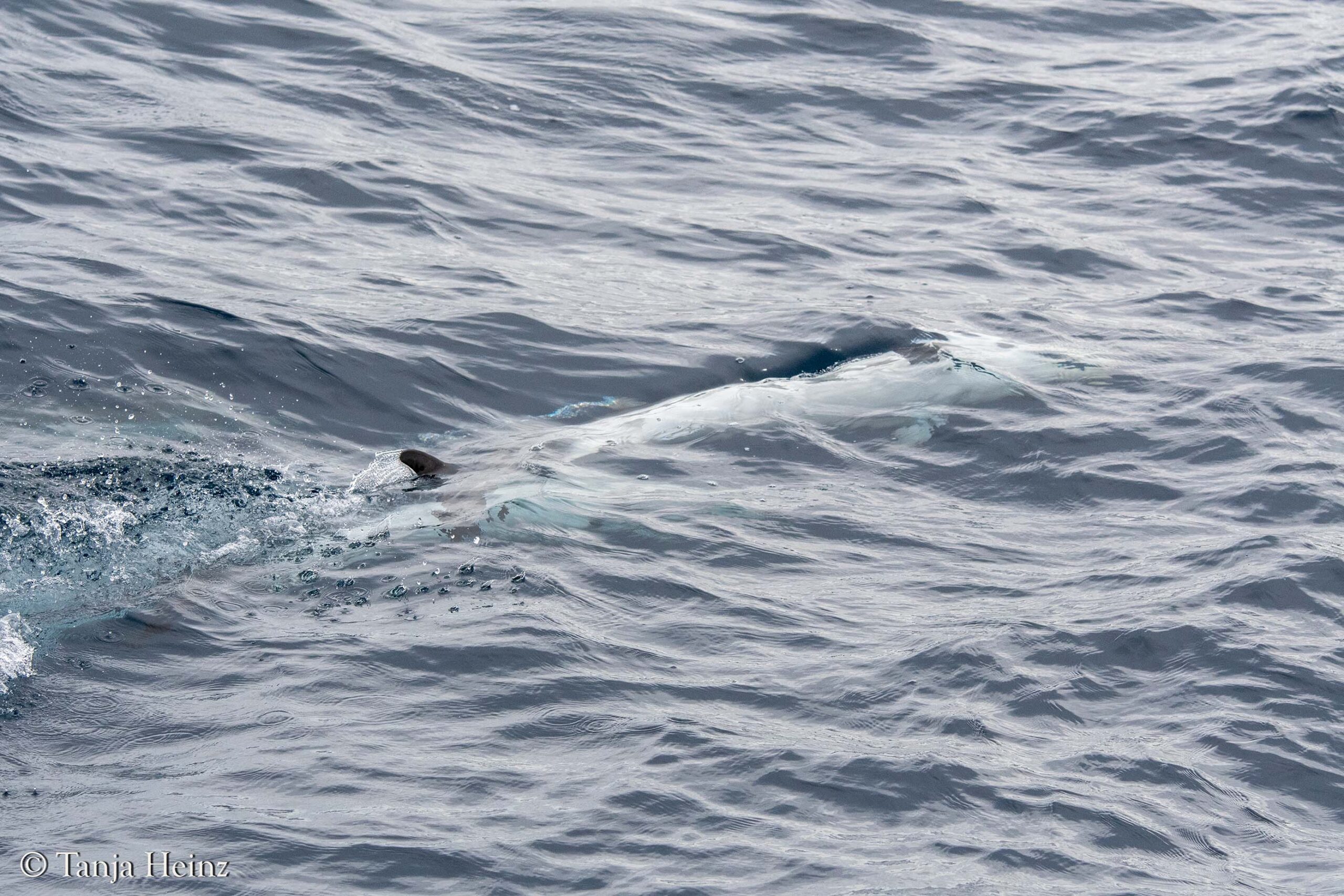 Blau-Weiße Delfine im Mittelmeer