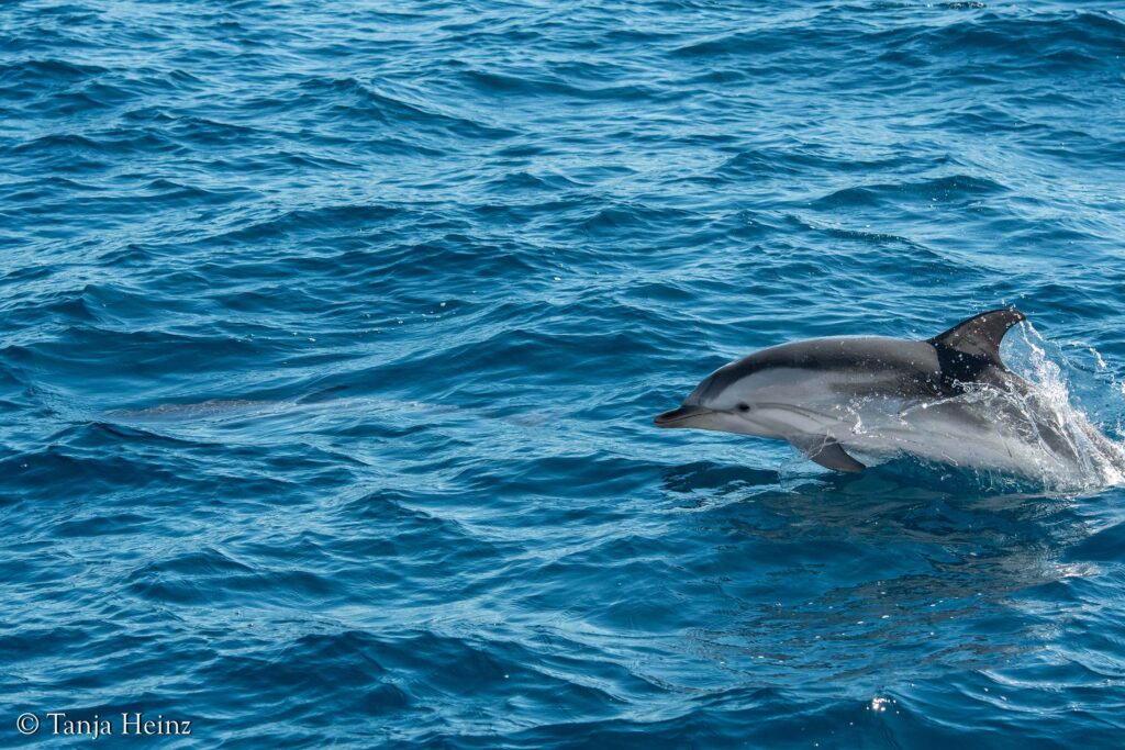 striped dolphins of the coast of Spain
