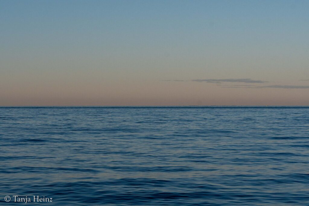 fin whales off the coasts of Spain