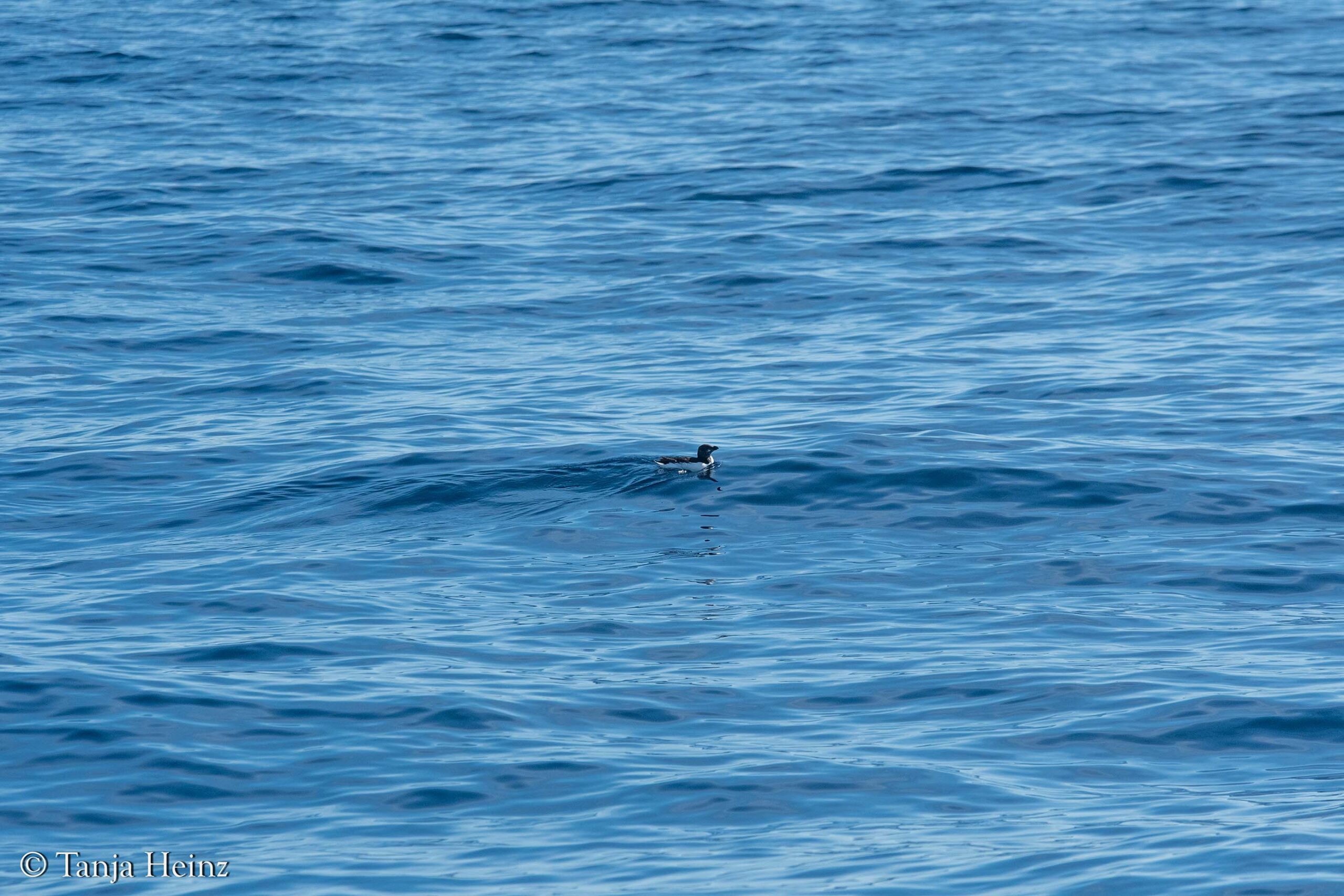 Tordalk auf dem Mittelmeer