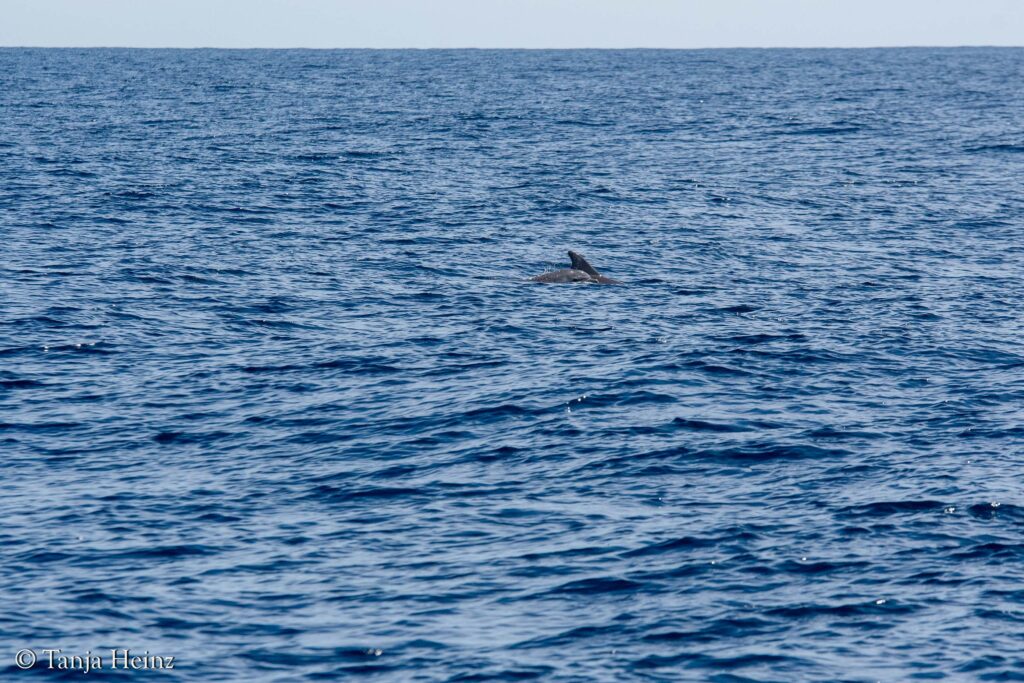 fin whales ooff the coasts of Spain