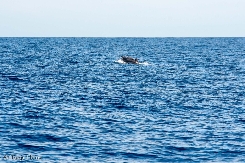 fin whales off the coasts of Spain