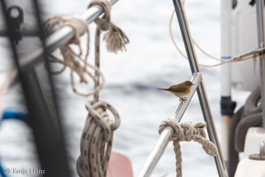 leaf warbler