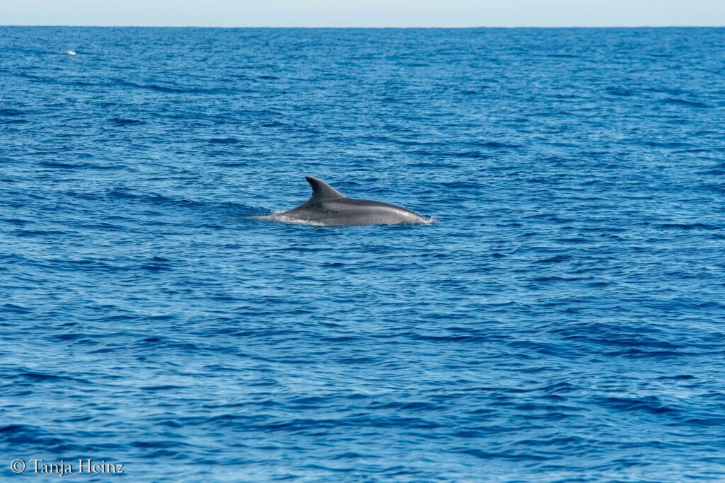 bottlenose dolphins off the coasts of Spain