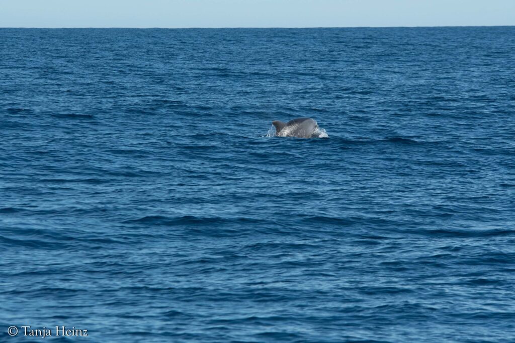bottlenose dolphins off the coasts of Spain
