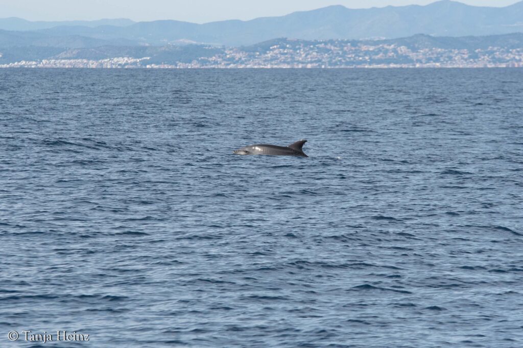 bottlenose dolphins off the coasts of Spain