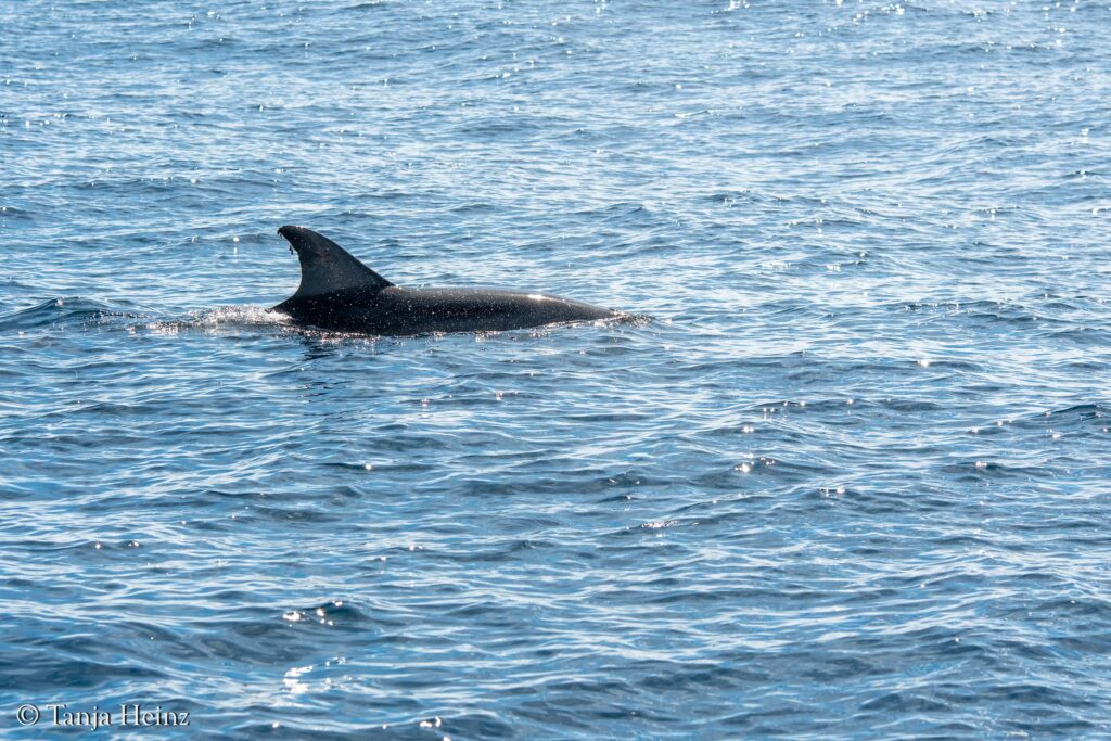 bottlenose dolphins off the coasts of Spain