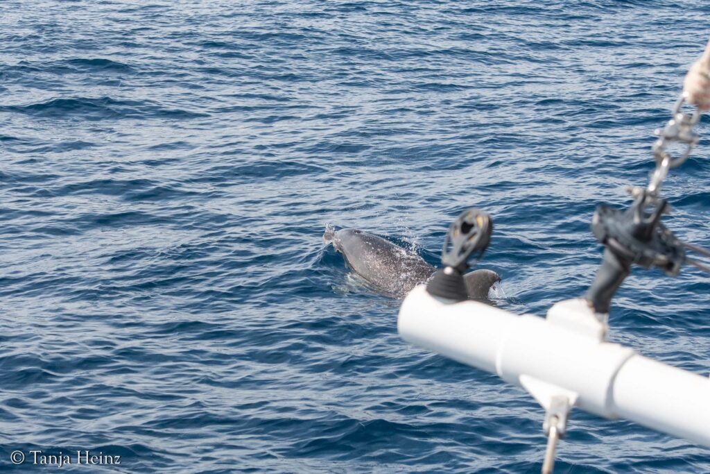 bottlenose dolphins off the coasts of Spain