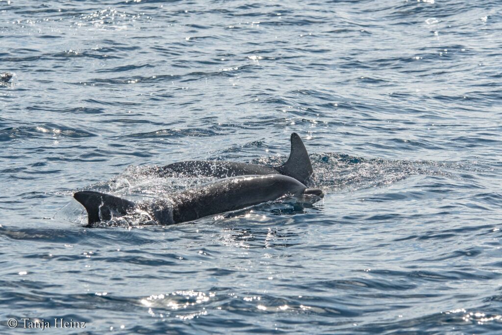 bottlenose dolphins off the coasts of Spain