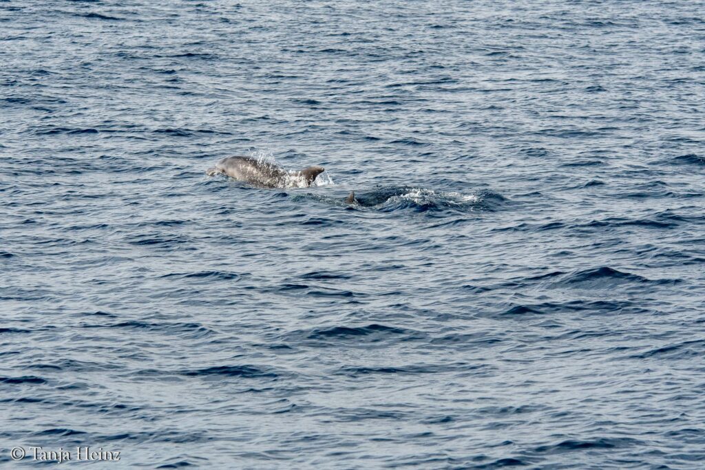 bottlenose dolphins off the coasts of Spain