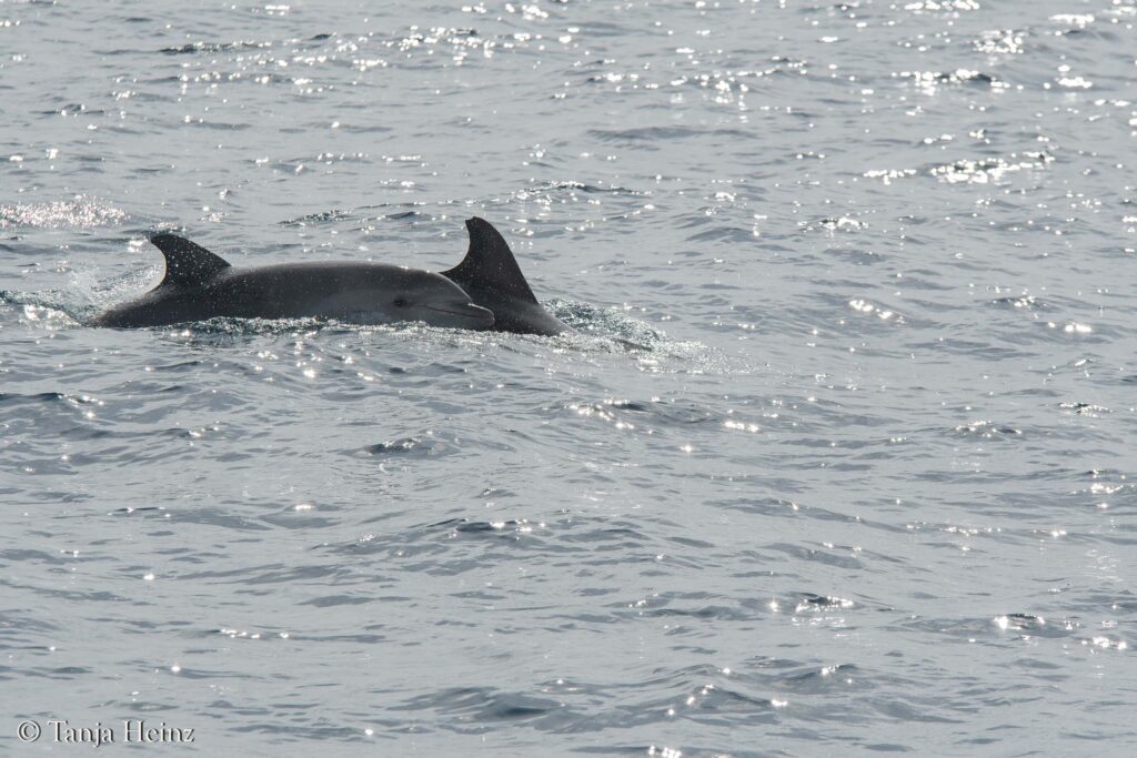 Bottlenose dolphins off the coasts of Spain