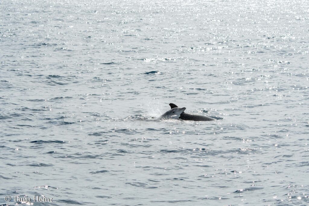 bottlenose dolphins off the coasts of Spain