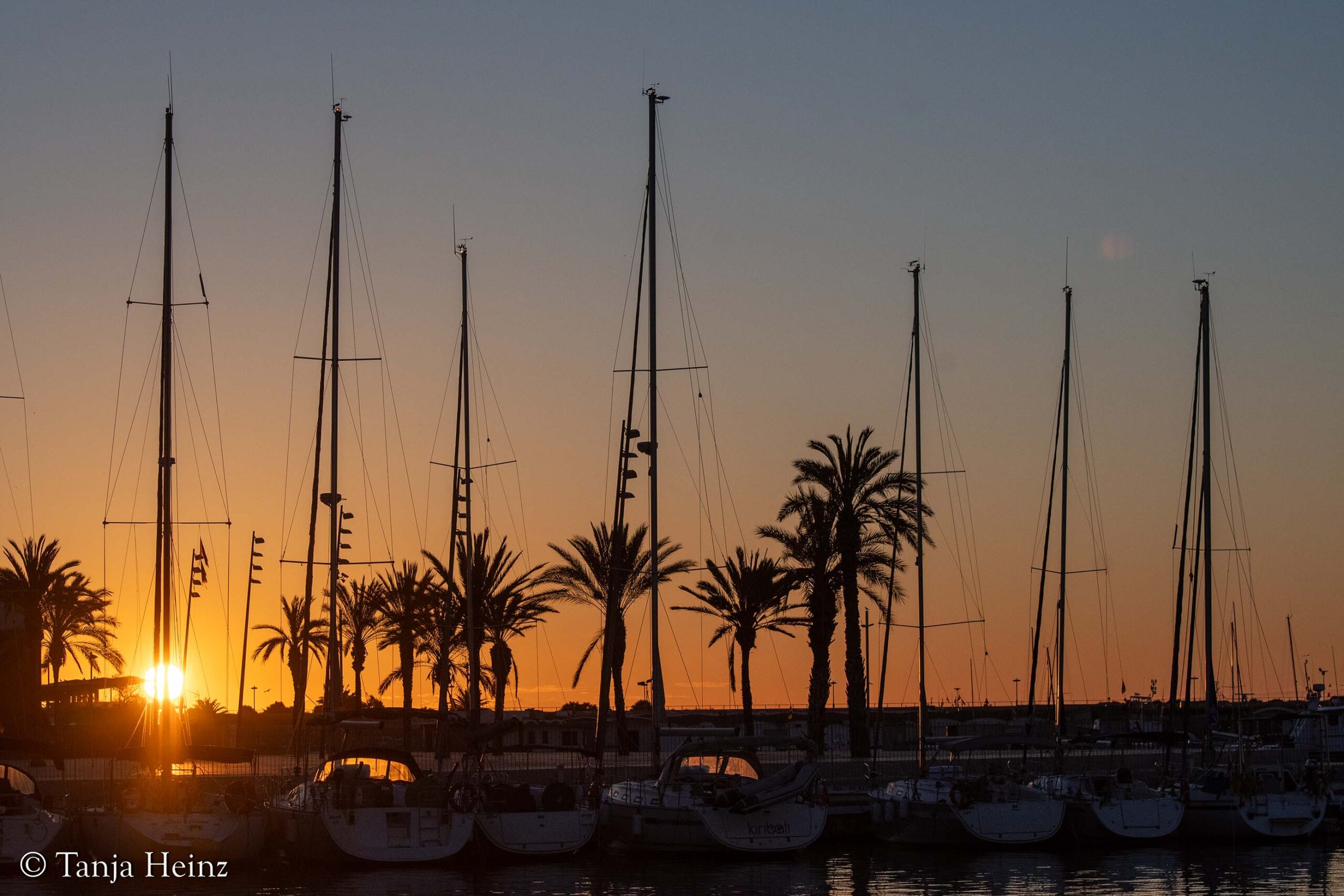 Finnwale vor Spaniens Küsten