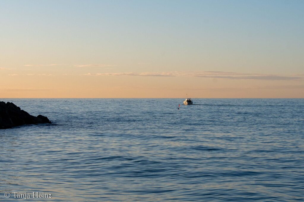 fin whales off the coasts of Spain