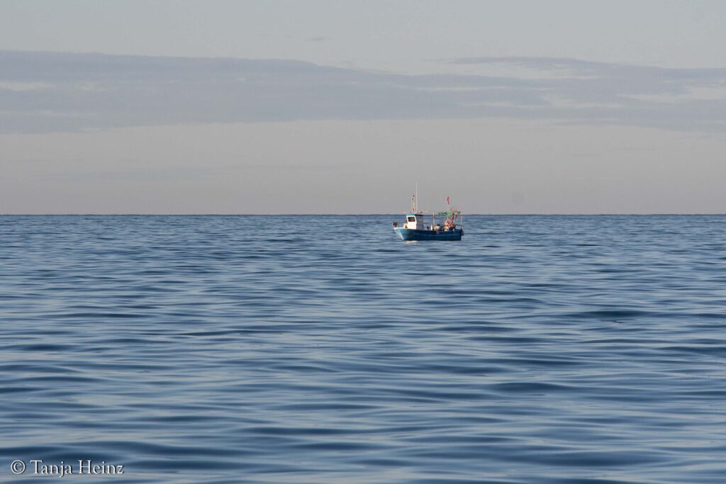 fin whales off the coasts of Spain