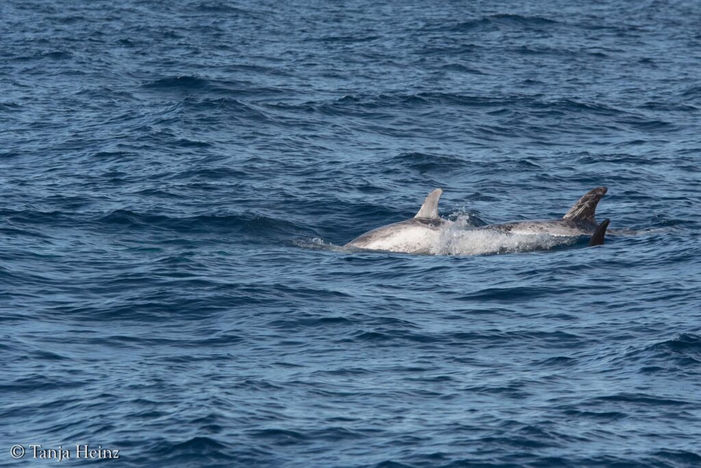 Risso's dolphins in the Mediterranean Sea