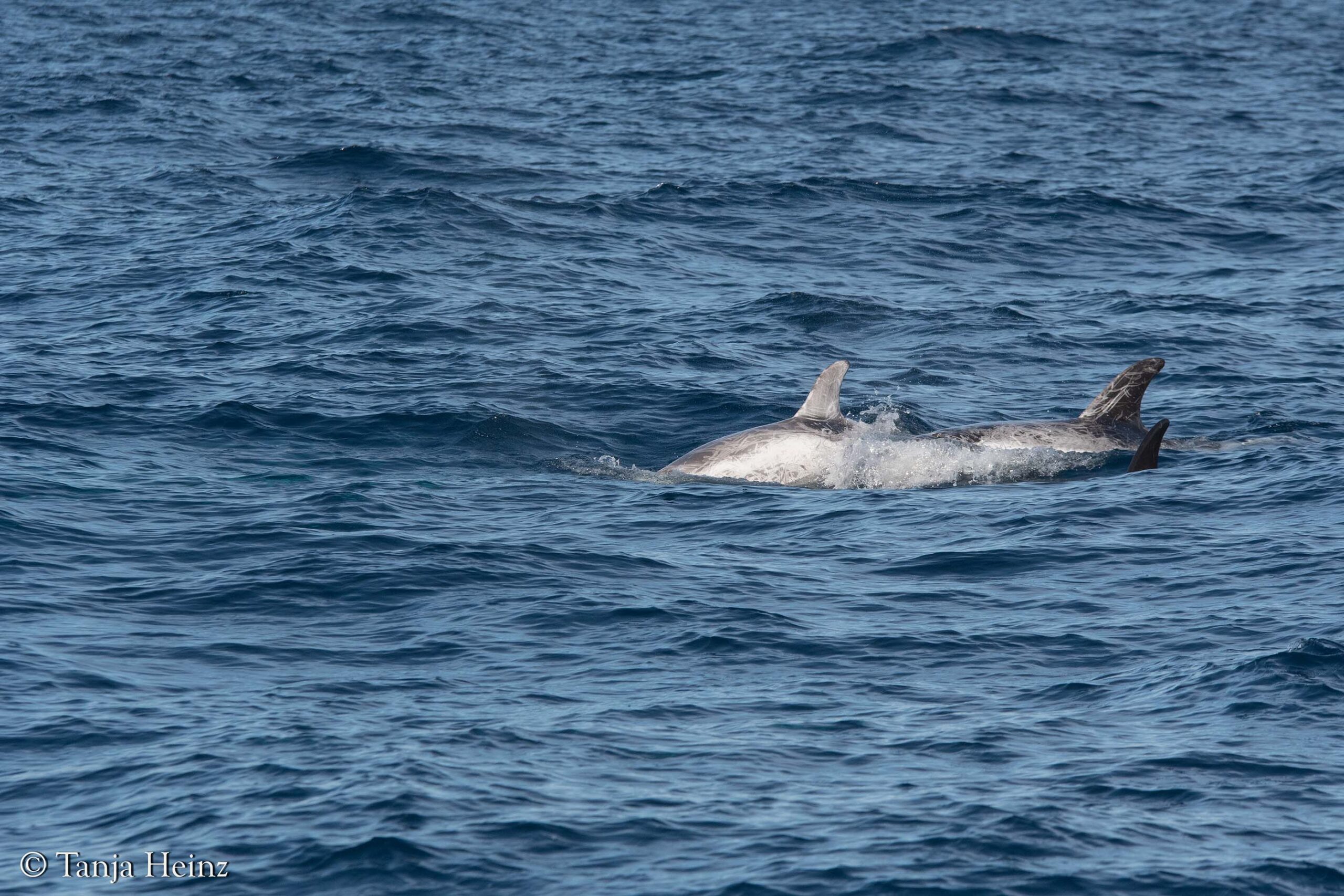 Rundkopfdelfine im Mittelmeer