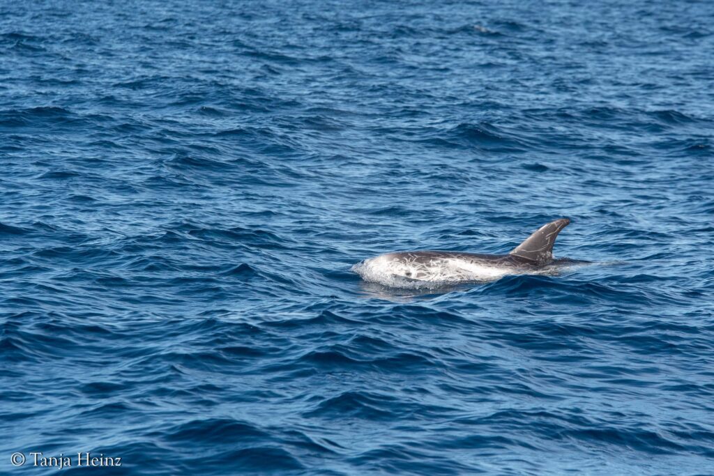 Risso's dolphins in the Mediterranean Sea