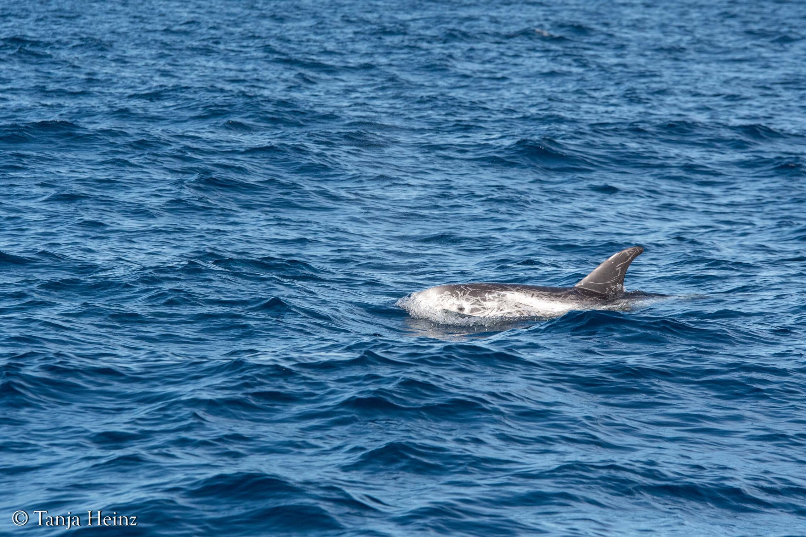 Rundkopfdelfine im Mittelmeer