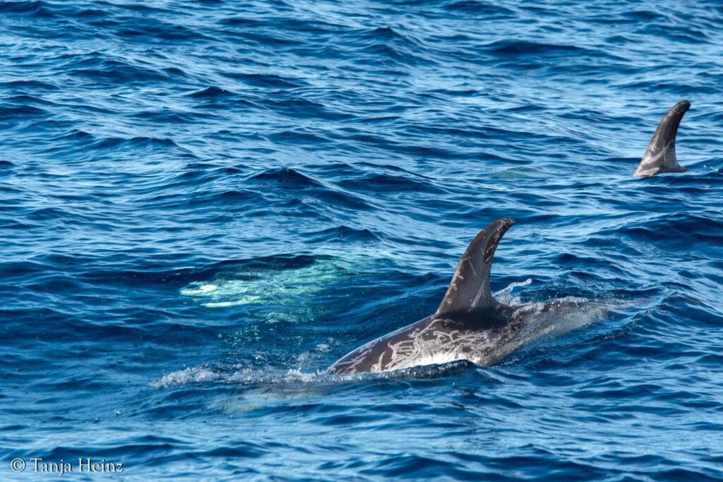 Risso's dolphins in the Mediterranean Sea