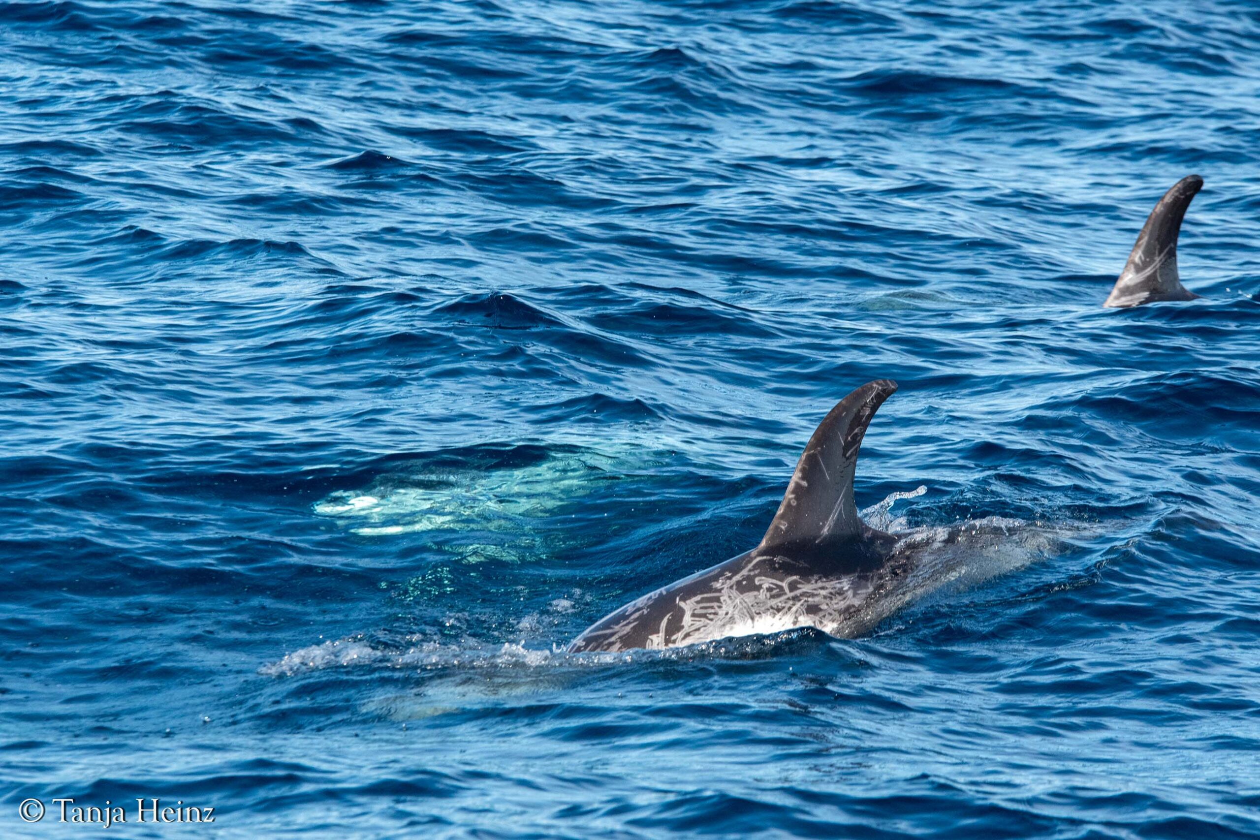 Rundkopfdelfine im Mittelmeer