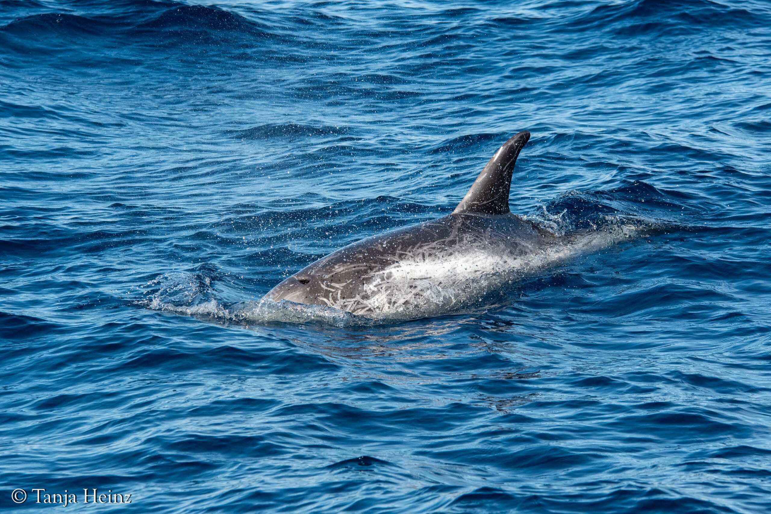 Rundkopfdelfine im Mittelmeer