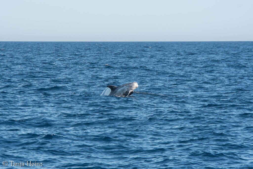 Risso's dolphins in the Mediterranean Sea