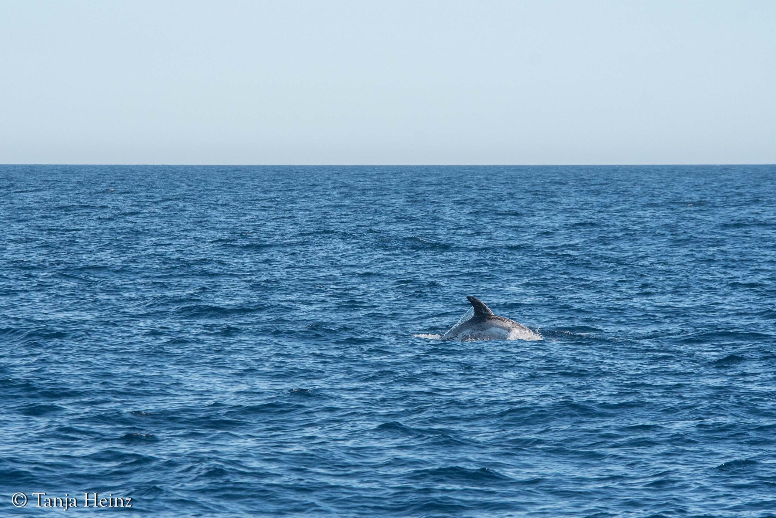 Rundkopfdelfine im Mittelmeer