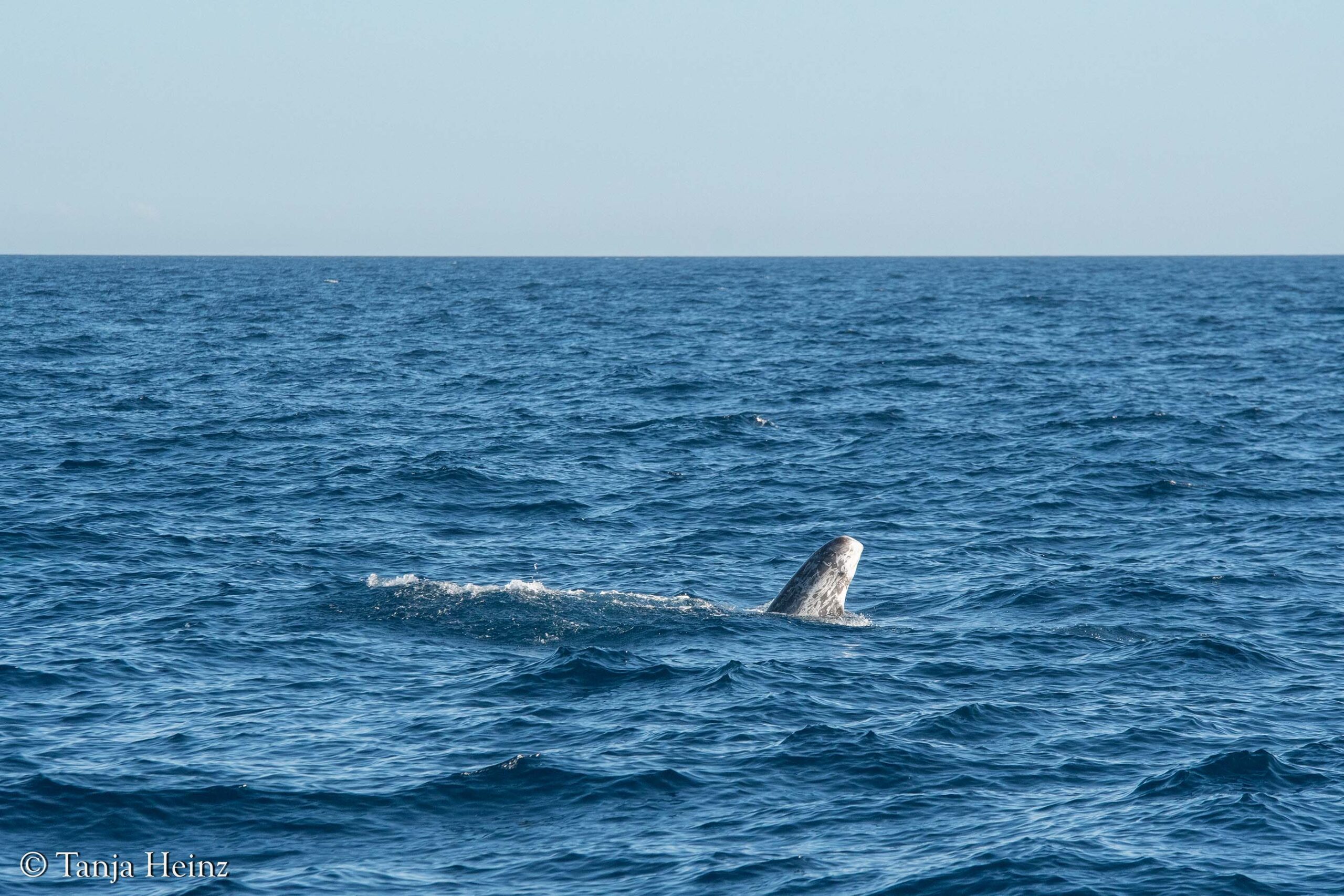 Rundkopfdelfine im Mittelmeer