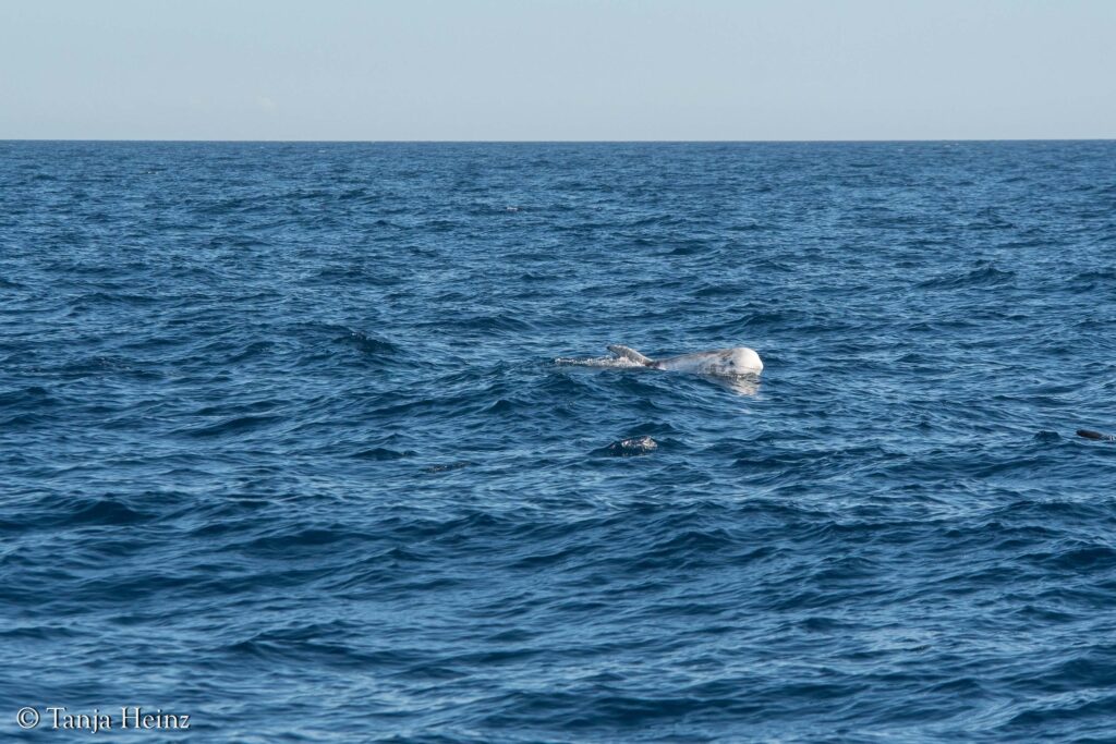 Risso's dolphins in the Mediterranean Sea
