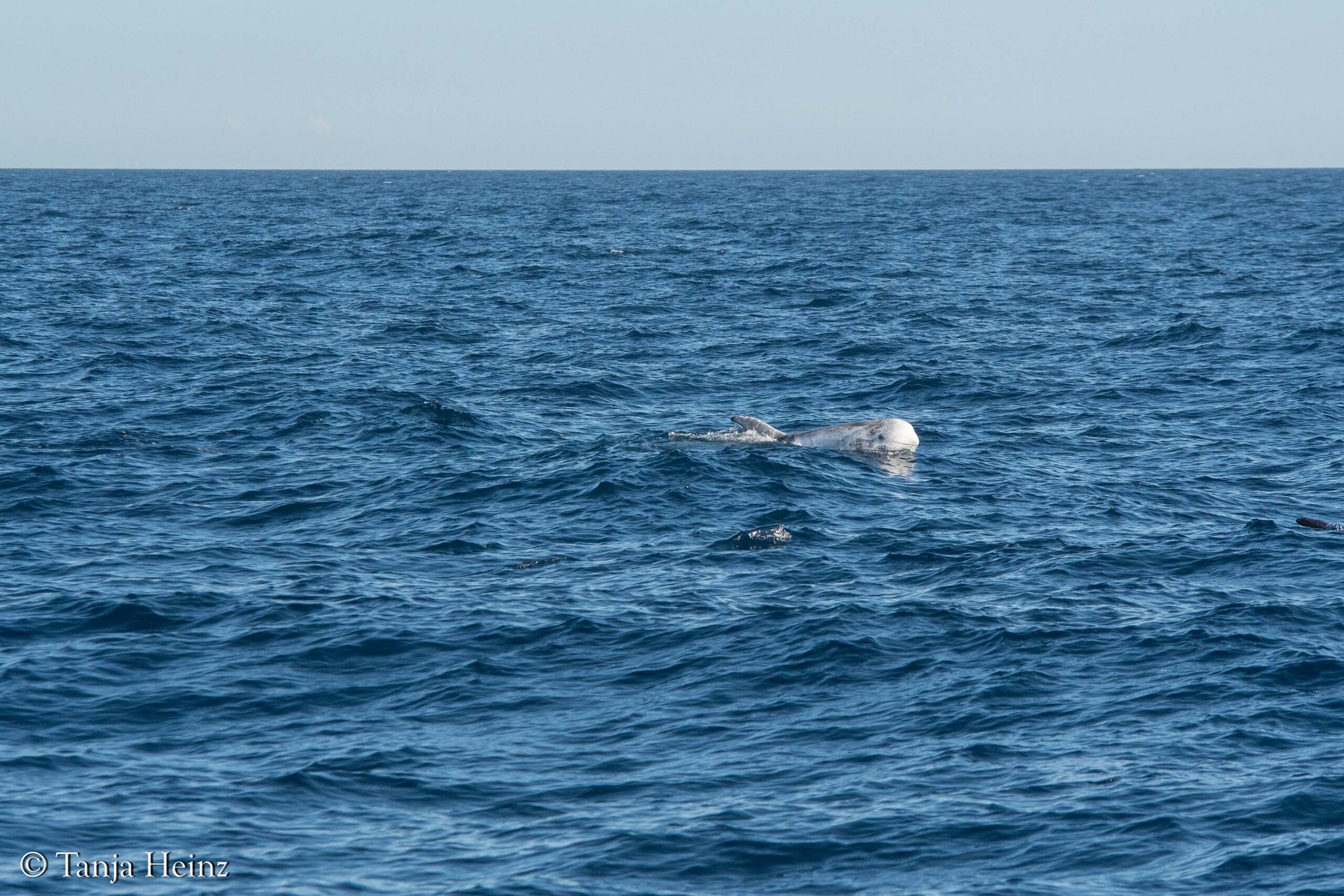 Rundkopfdelfine im Mittelmeer