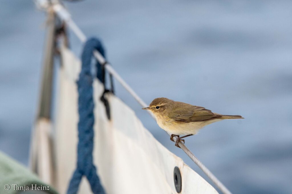 leaf warbler