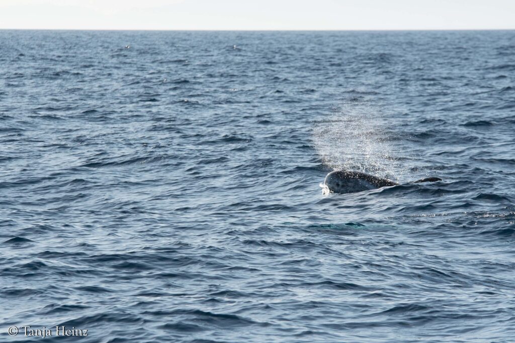 Risso's dolphins in the Mediterranean Sea