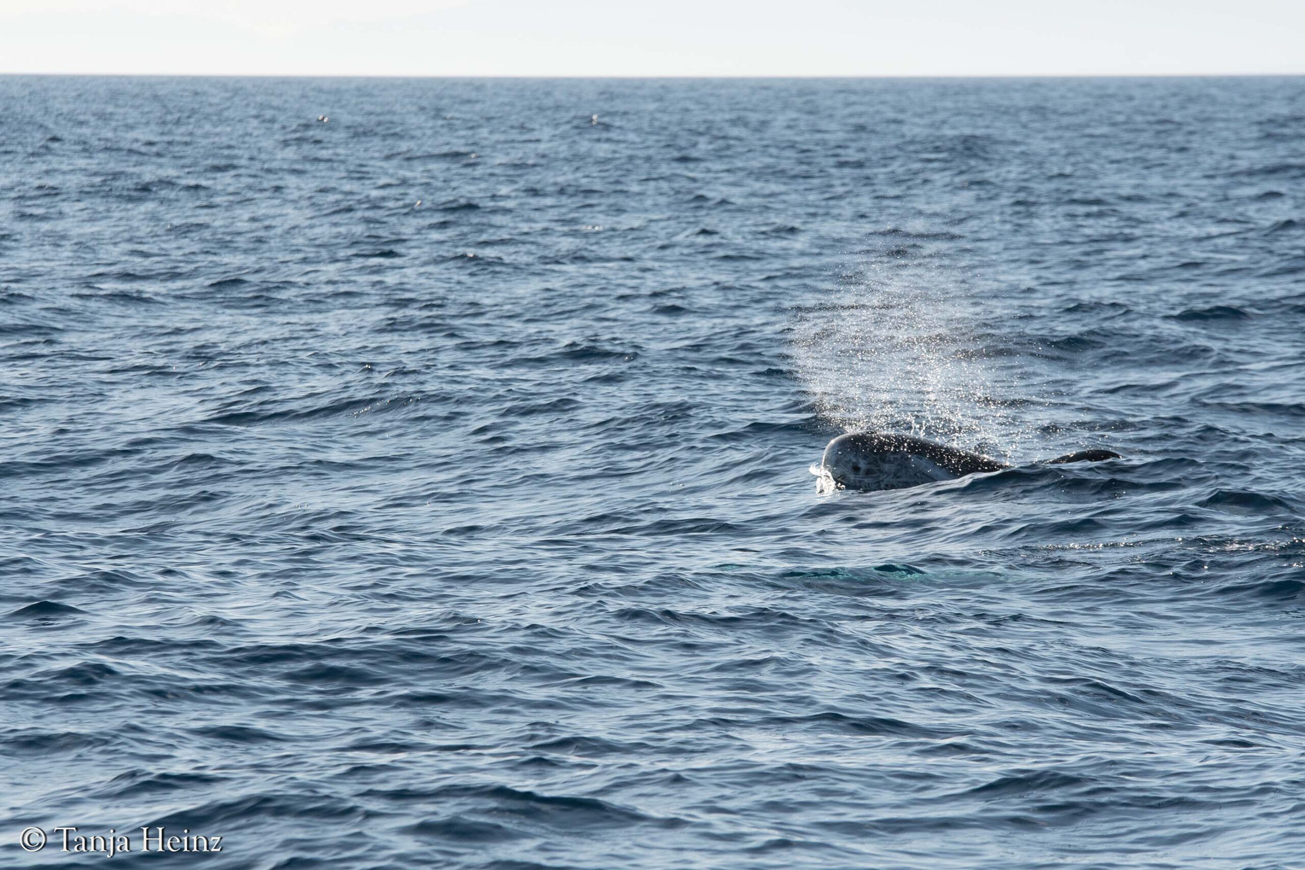 Rundkopfdelfine im Mittelmeer