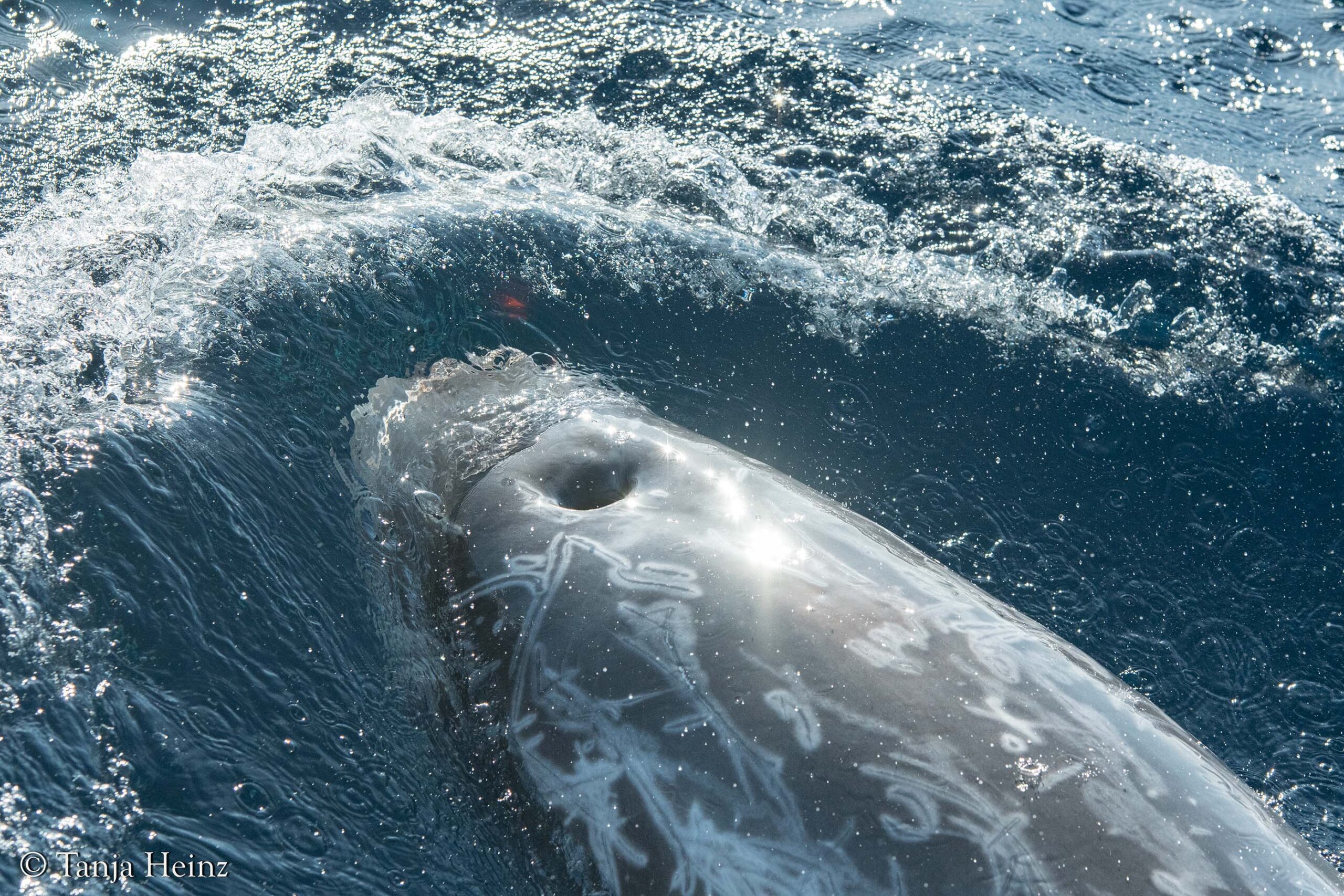 Rundkopfdelfine im Mittelmeer