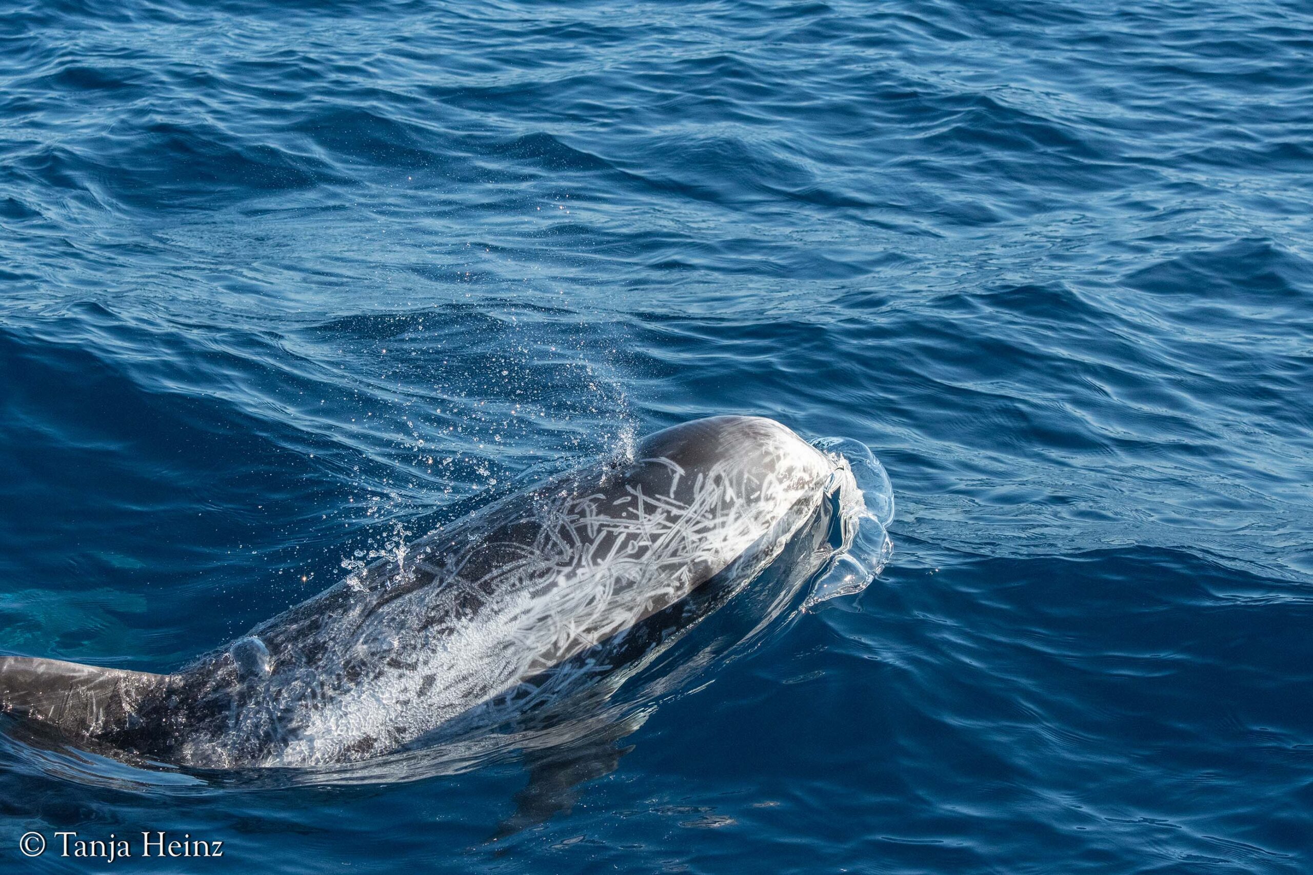 Rundkopfdelfine im Mittelmeer