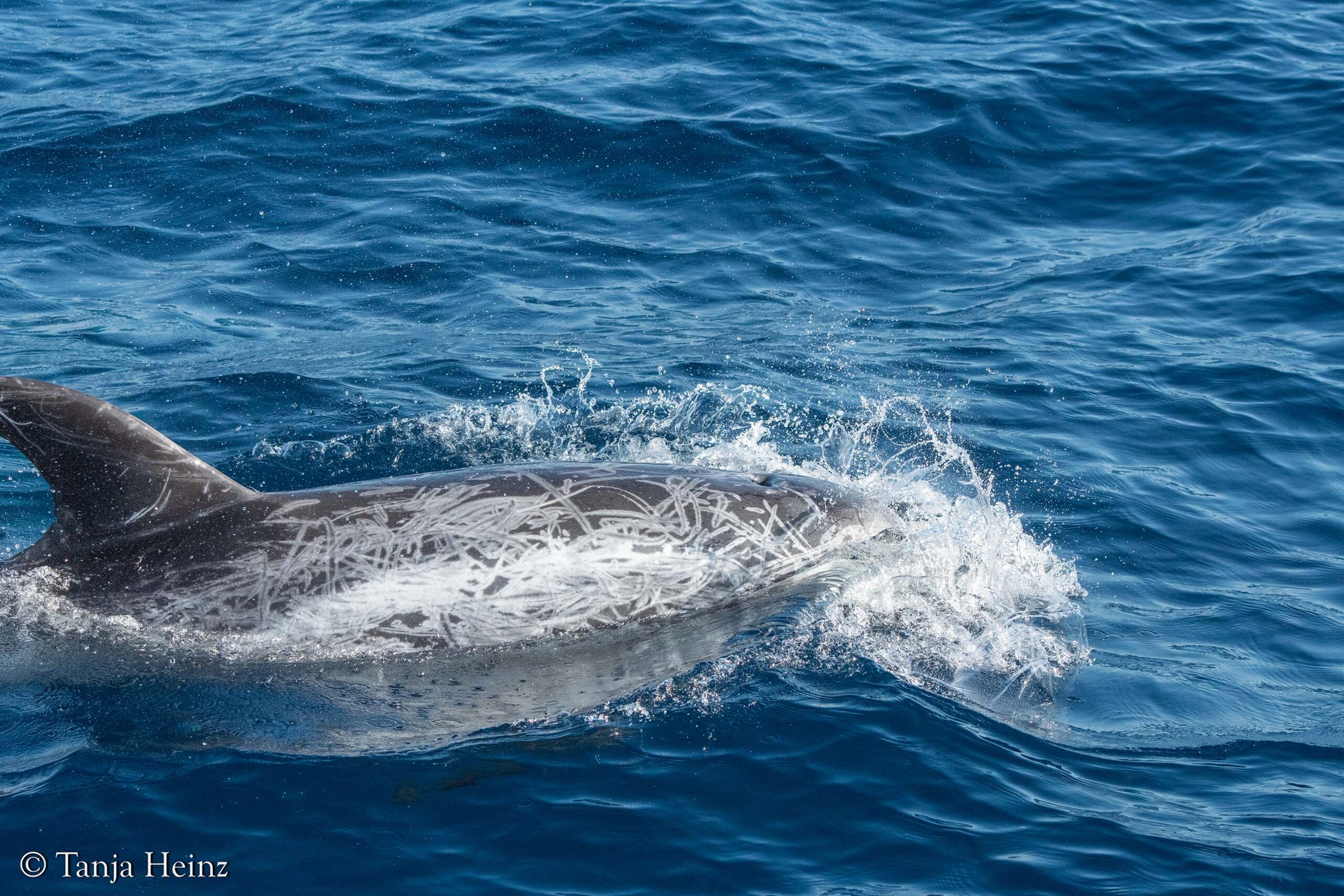 Rundkopfdelfine im Mittelmeer