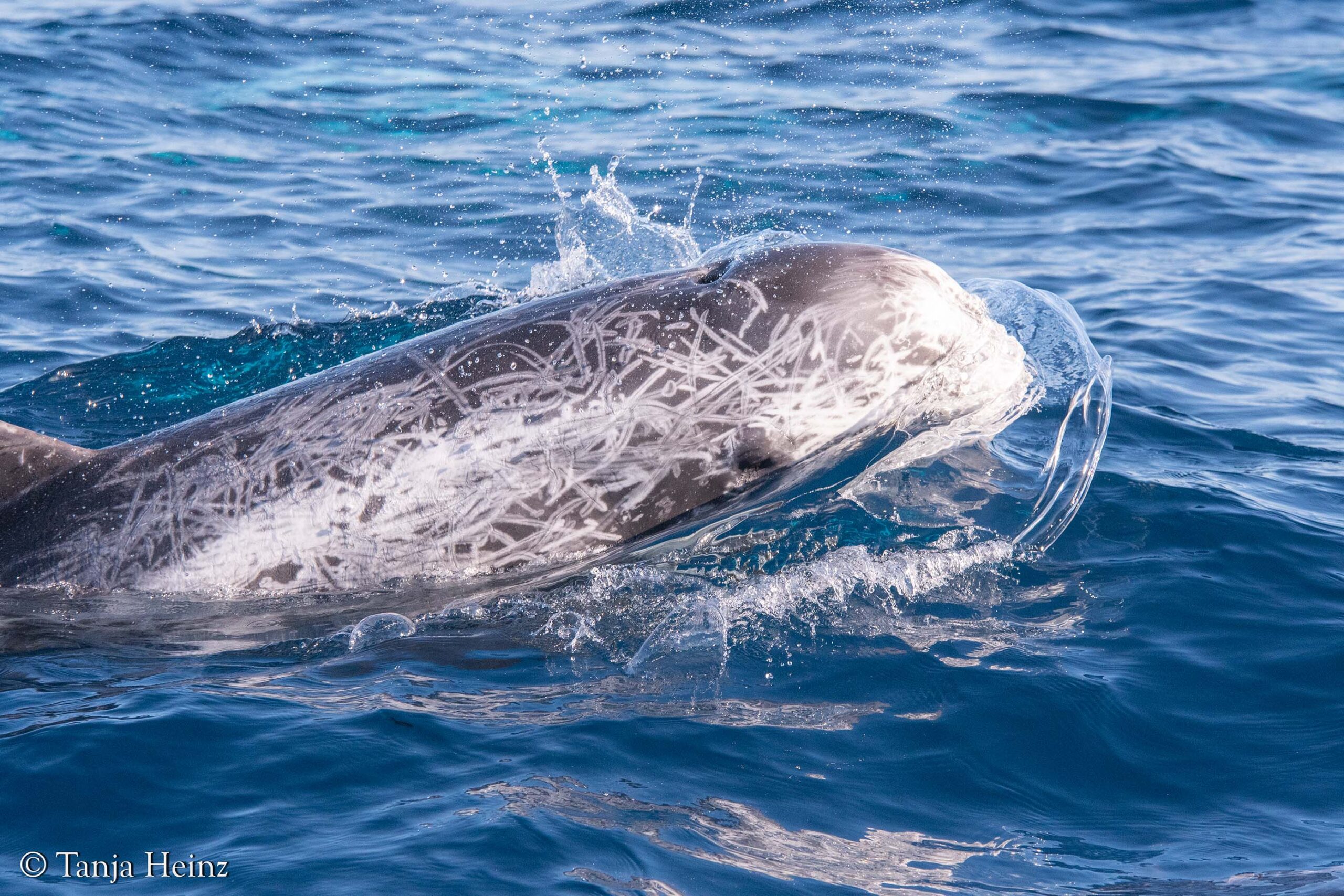 Rundkopfdelfine im Mittelmeer