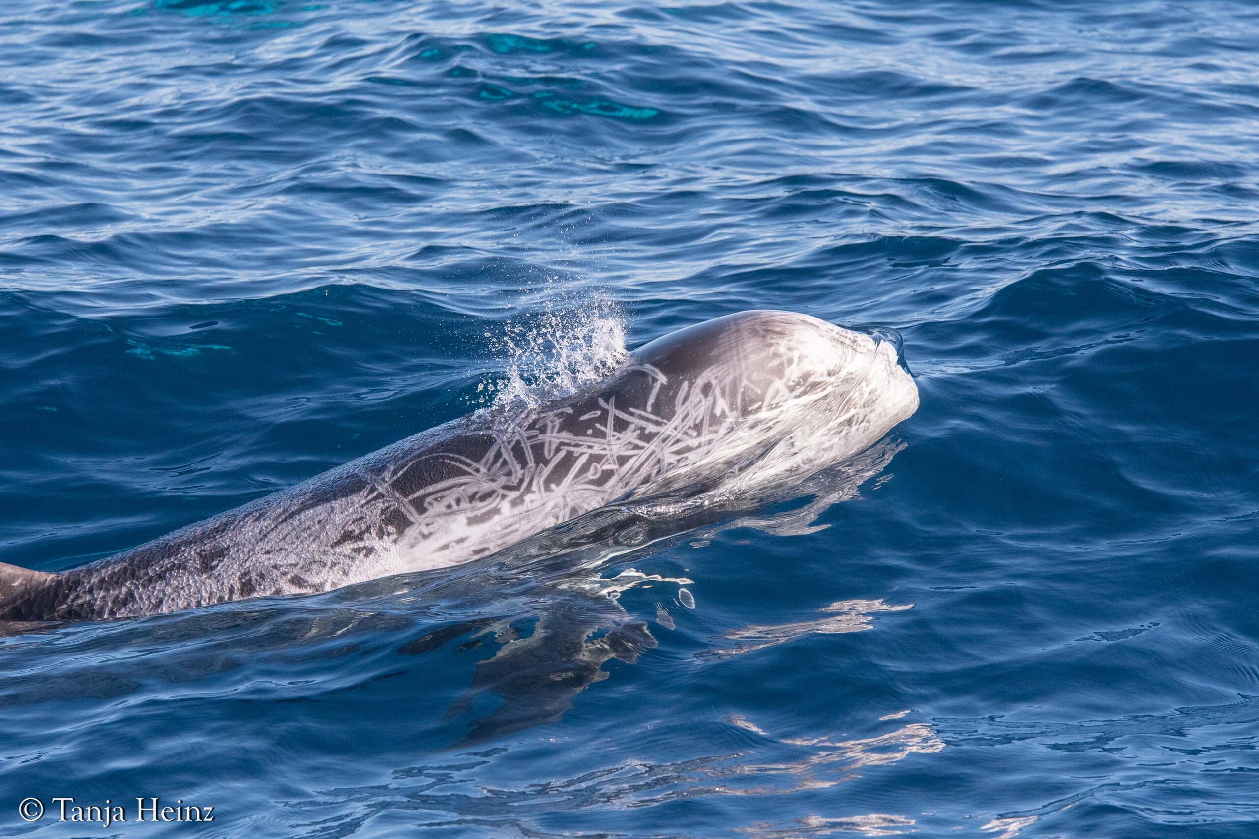 Rundkopfdelfine im Mittelmeer