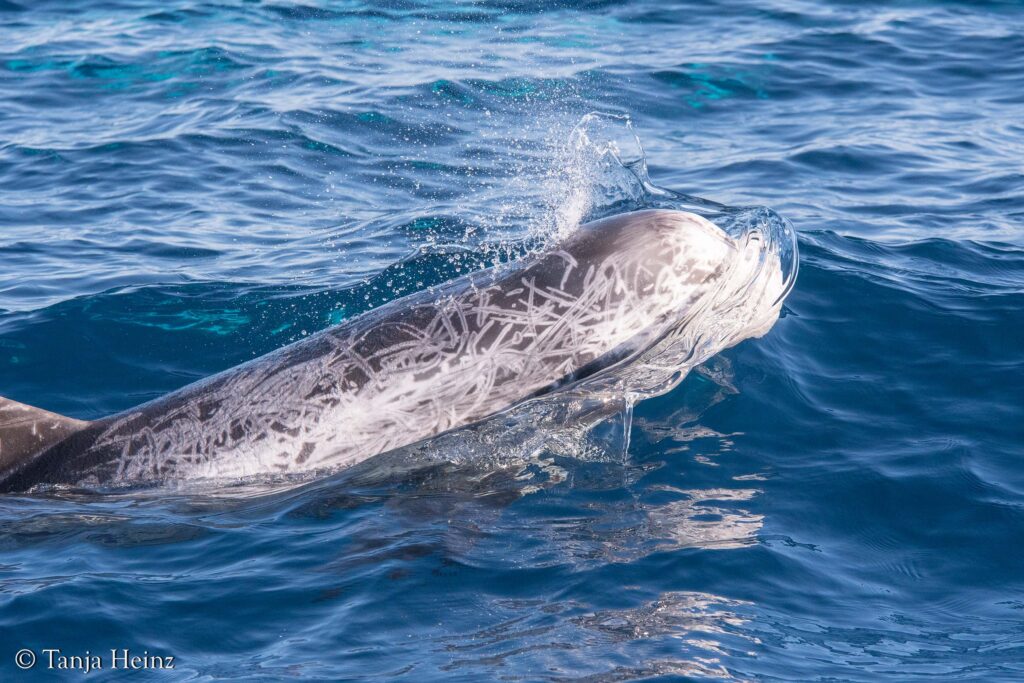 Risso's dolphins in the Mediterranean Sea