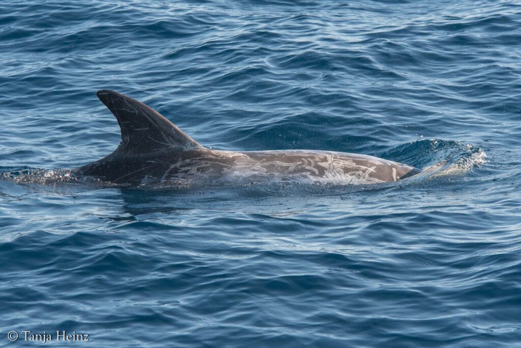 Risso's dolphins in the Mediterranean Sea