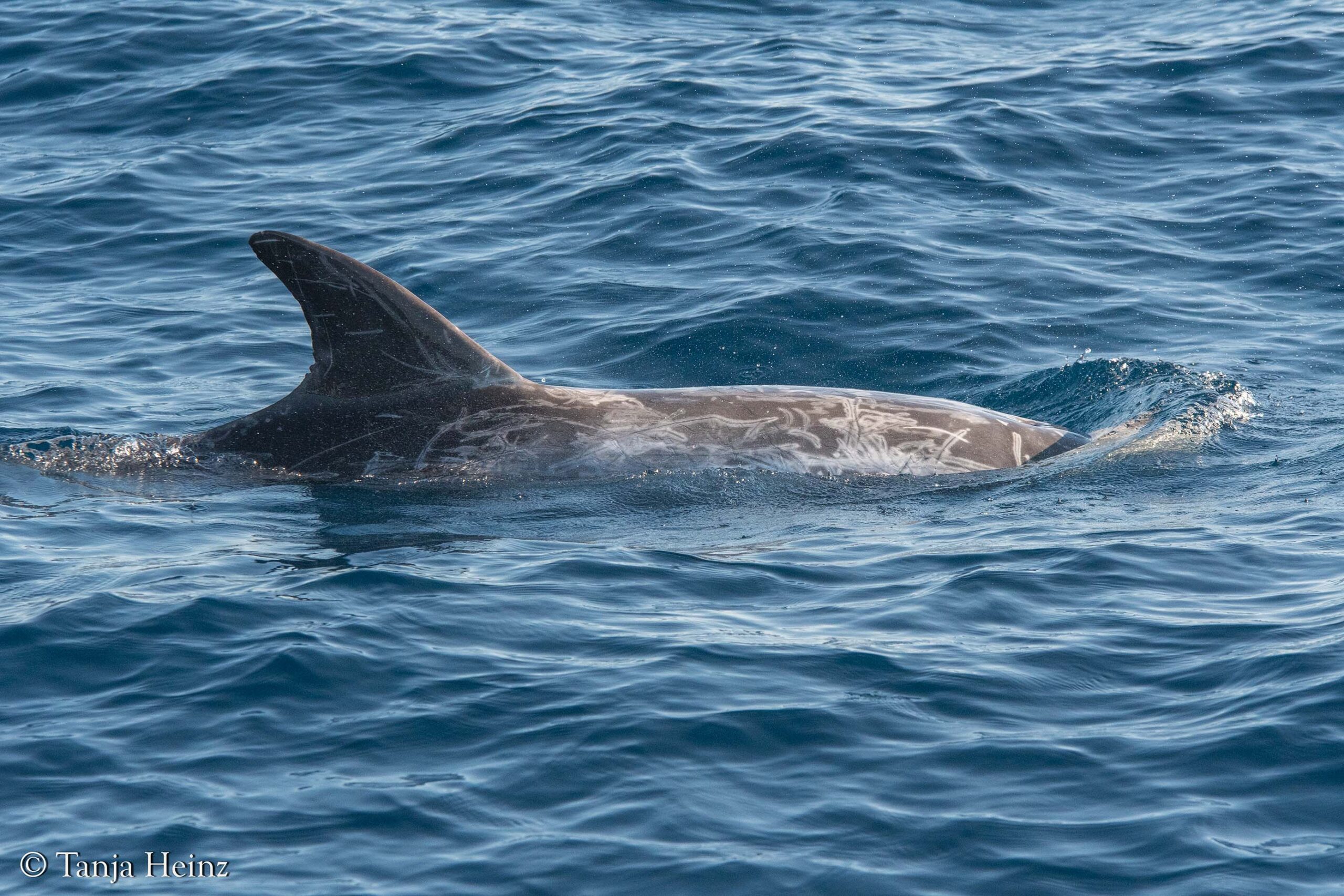 Rundkopfdelfine im Mittelmeer