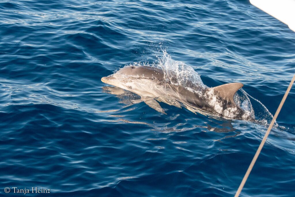 fin whales off the coasts of Spain