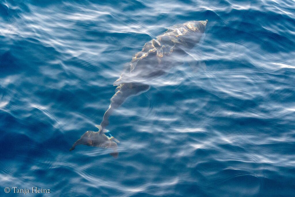 fin whales off the coasts of Spain