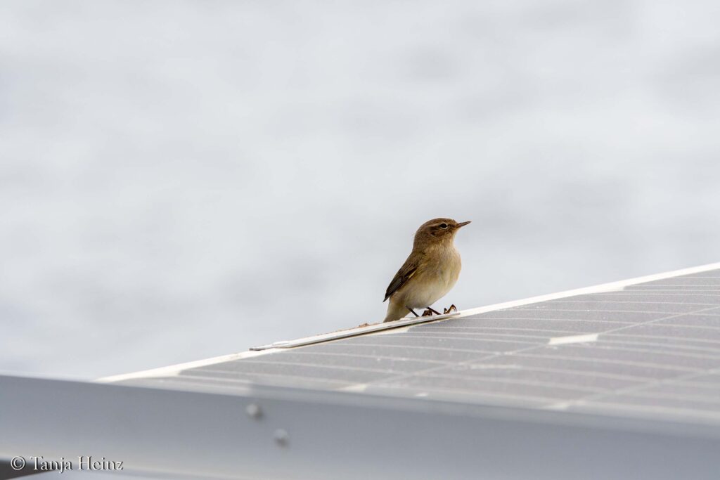 bird watching in a boat
