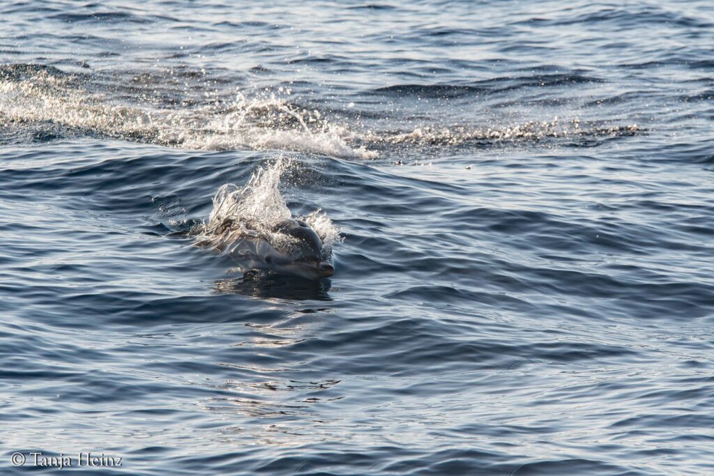 fin whales off the coasts of Spain