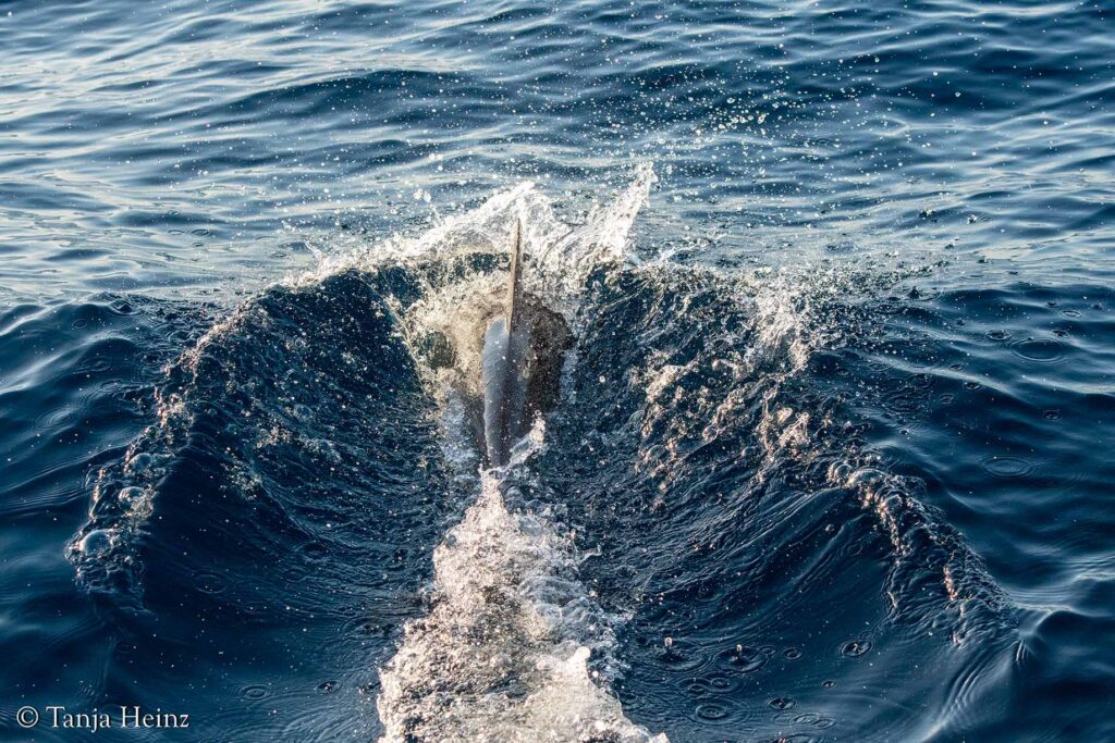 fin whales off the coasts of Spain