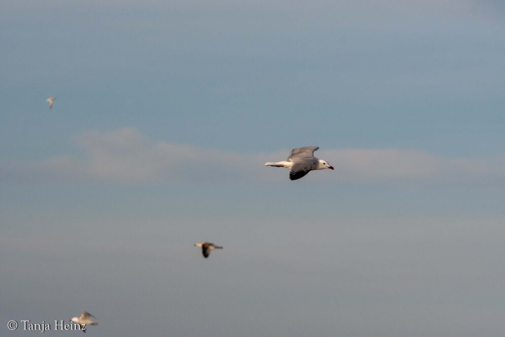 birds off the coast of Spain