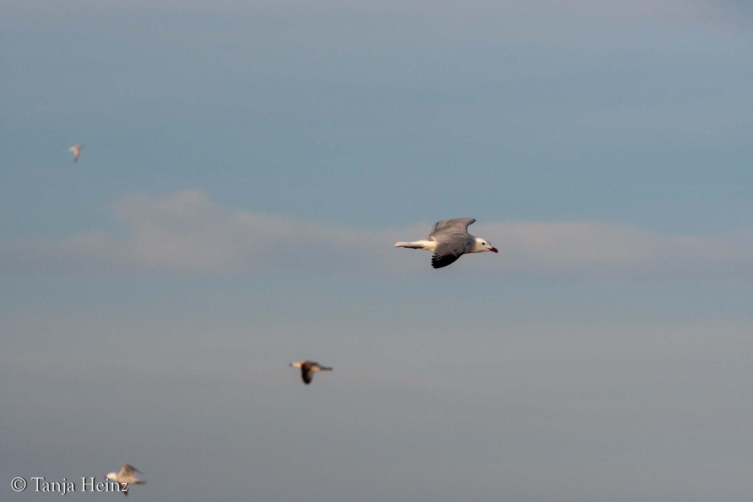 Vögel vor Spaniens Küsten